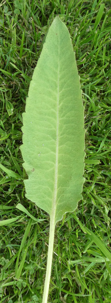 Basal leaf showing shallow teeth.
